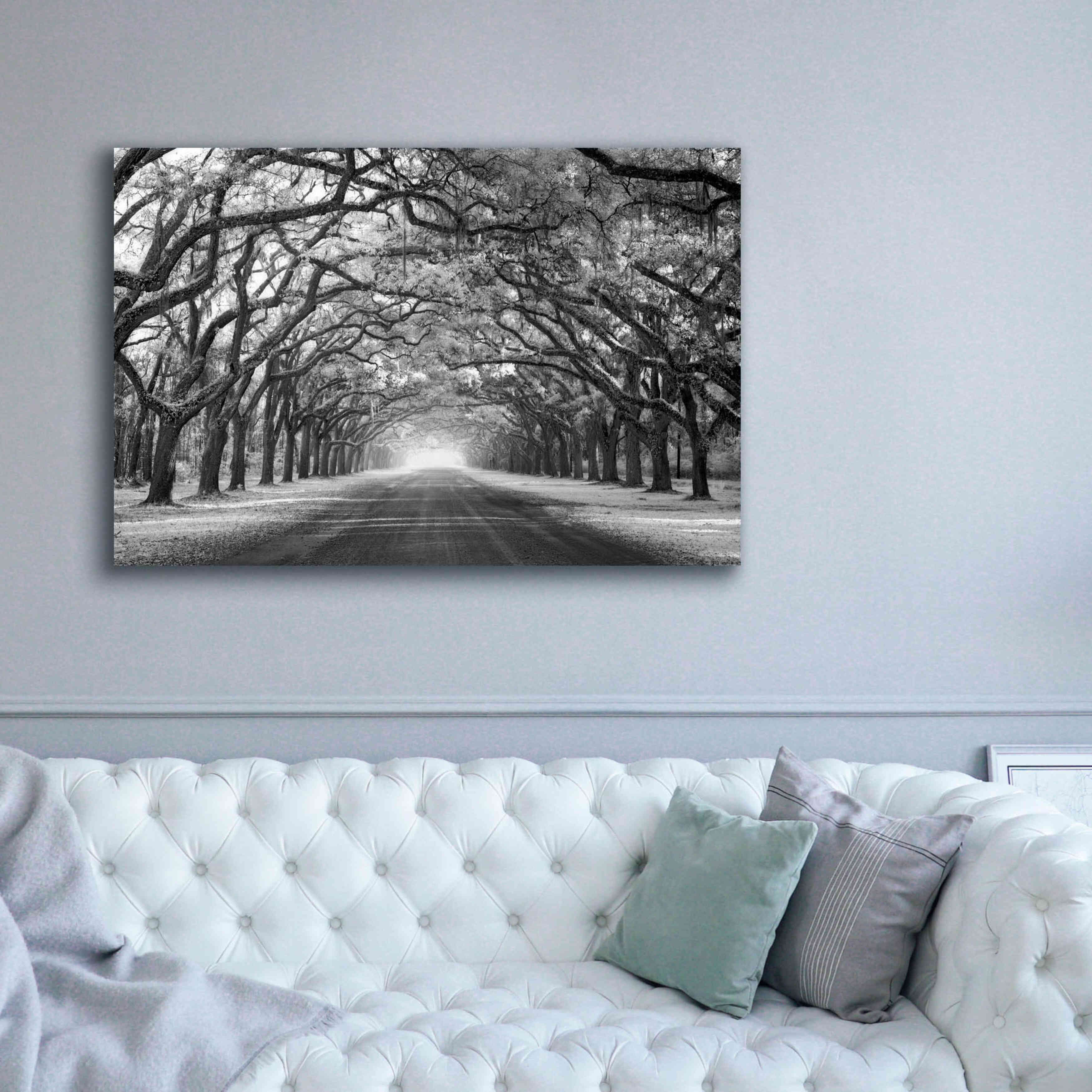 'Wormsloe Inf Light' by Mike Jones, Giclee Canvas Wall Art,60 x 40