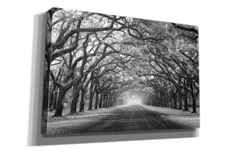 'Wormsloe Inf Light' by Mike Jones, Giclee Canvas Wall Art