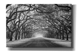 'Wormsloe Inf Light' by Mike Jones, Giclee Canvas Wall Art