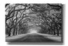 'Wormsloe Inf Light' by Mike Jones, Giclee Canvas Wall Art