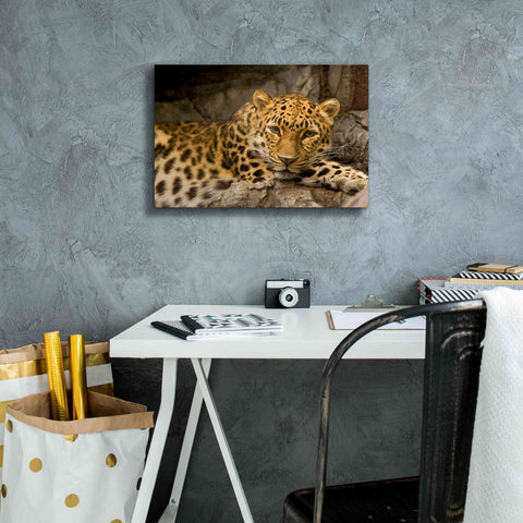 Image of 'Denver Zoo Snow Leopard' by Mike Jones, Giclee Canvas Wall Art,18 x 12