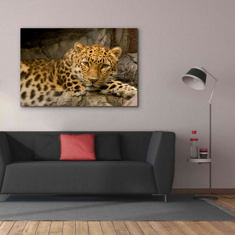 Image of 'Denver Zoo Snow Leopard' by Mike Jones, Giclee Canvas Wall Art,60 x 40