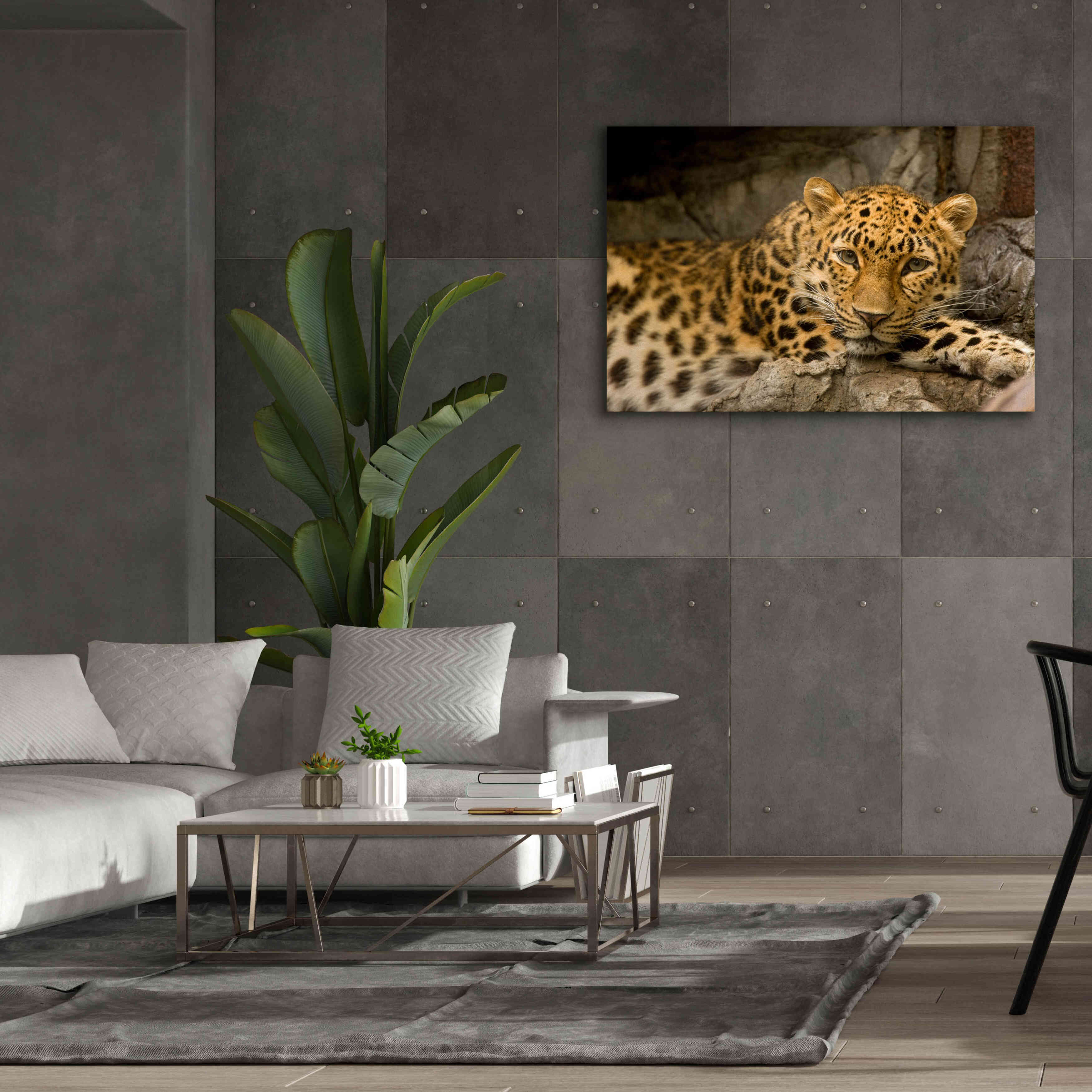 'Denver Zoo Snow Leopard' by Mike Jones, Giclee Canvas Wall Art,60 x 40