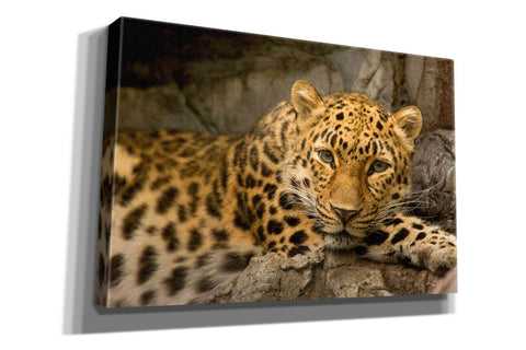 Image of 'Denver Zoo Snow Leopard' by Mike Jones, Giclee Canvas Wall Art