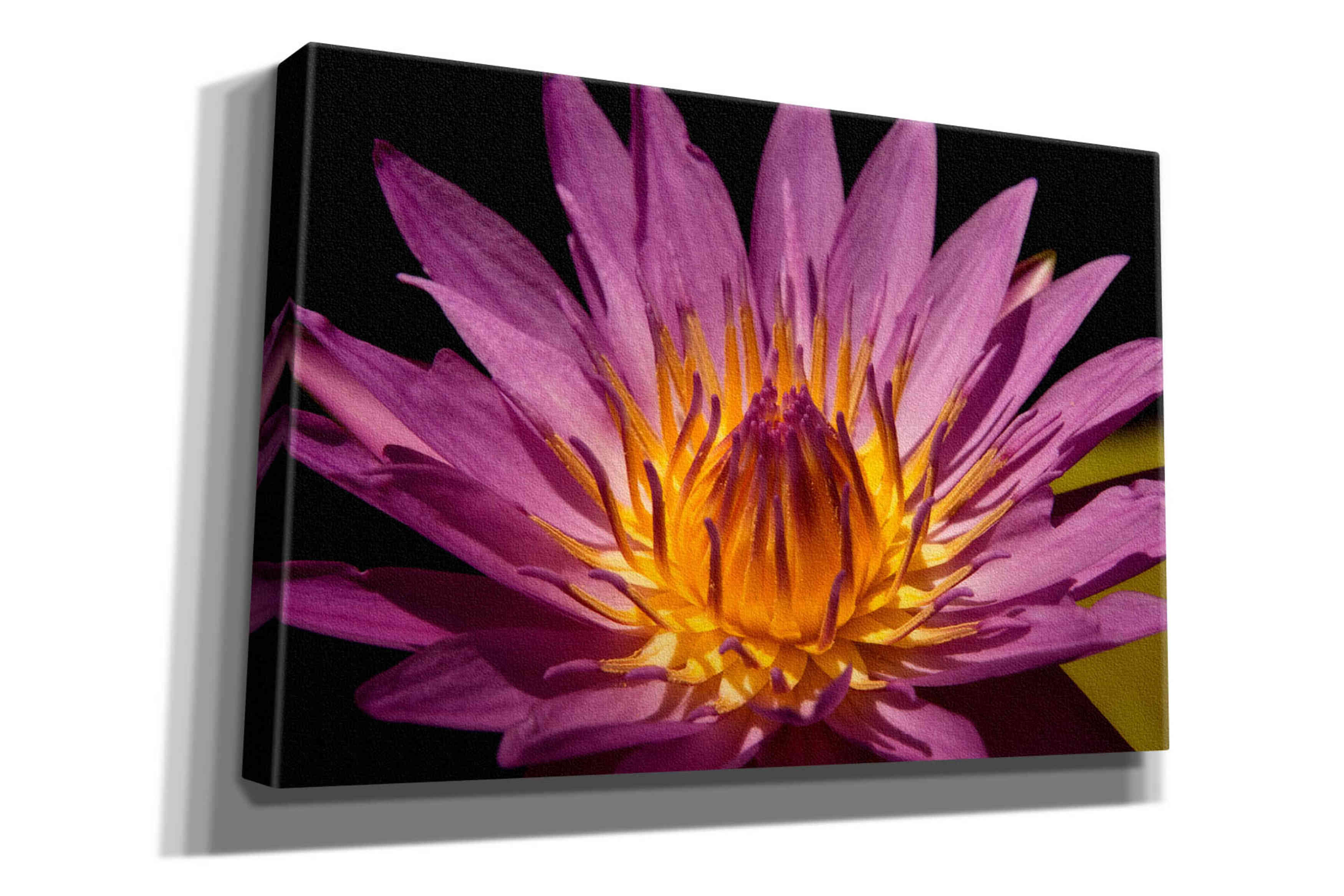 'Fairchild Gardens Lily' by Mike Jones, Giclee Canvas Wall Art