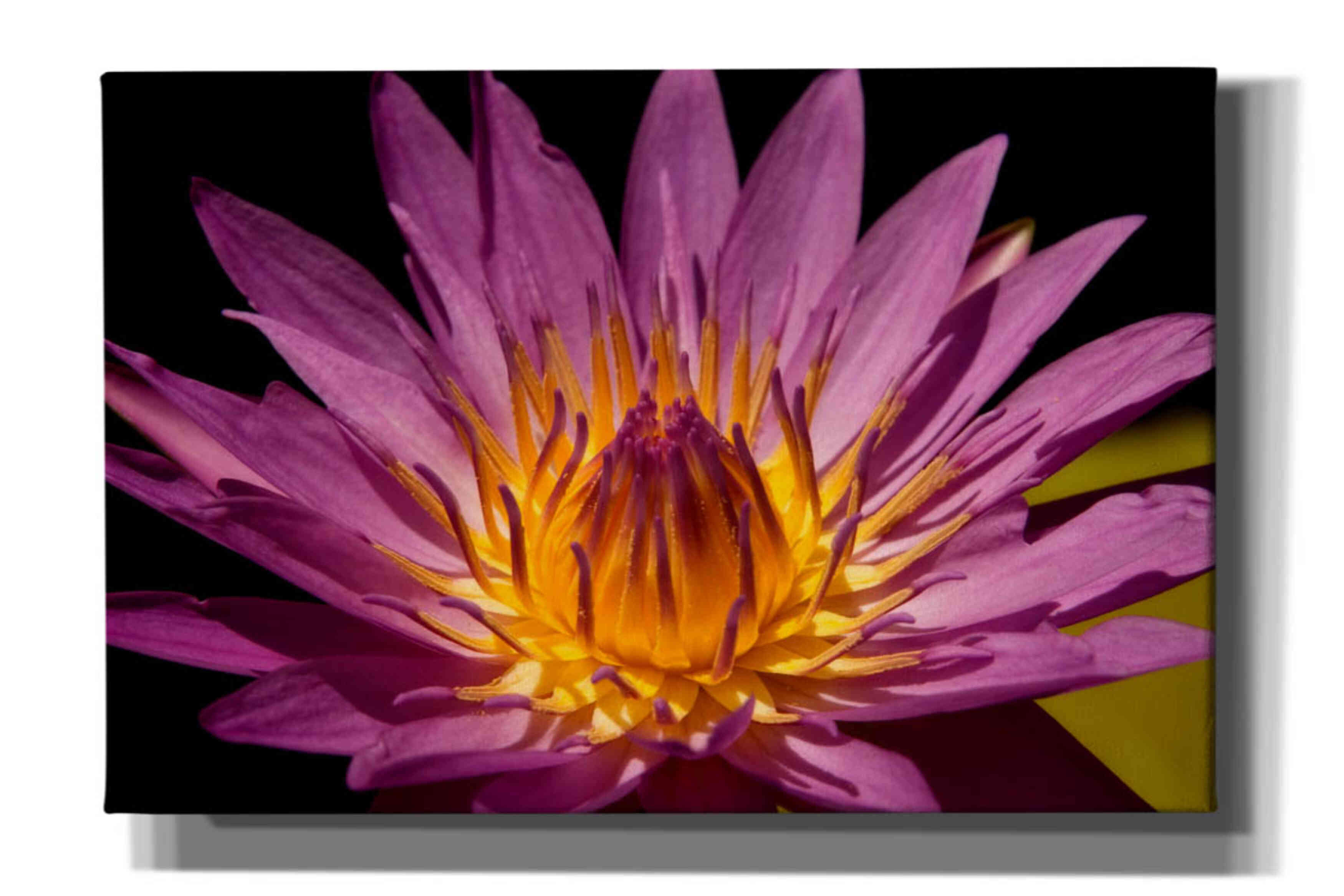 'Fairchild Gardens Lily' by Mike Jones, Giclee Canvas Wall Art
