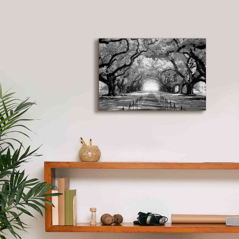 Image of 'Oak Alley inf CHECK' by Mike Jones, Giclee Canvas Wall Art,18 x 12