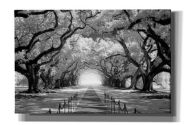 'Oak Alley inf CHECK' by Mike Jones, Giclee Canvas Wall Art