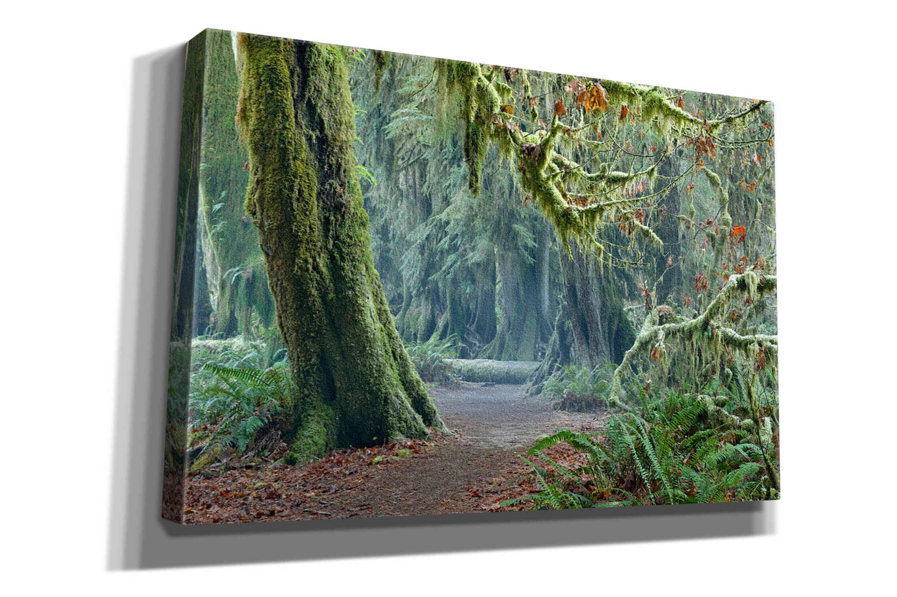'Olympic NP Trail' by Mike Jones, Giclee Canvas Wall Art