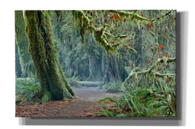 'Olympic NP Trail' by Mike Jones, Giclee Canvas Wall Art
