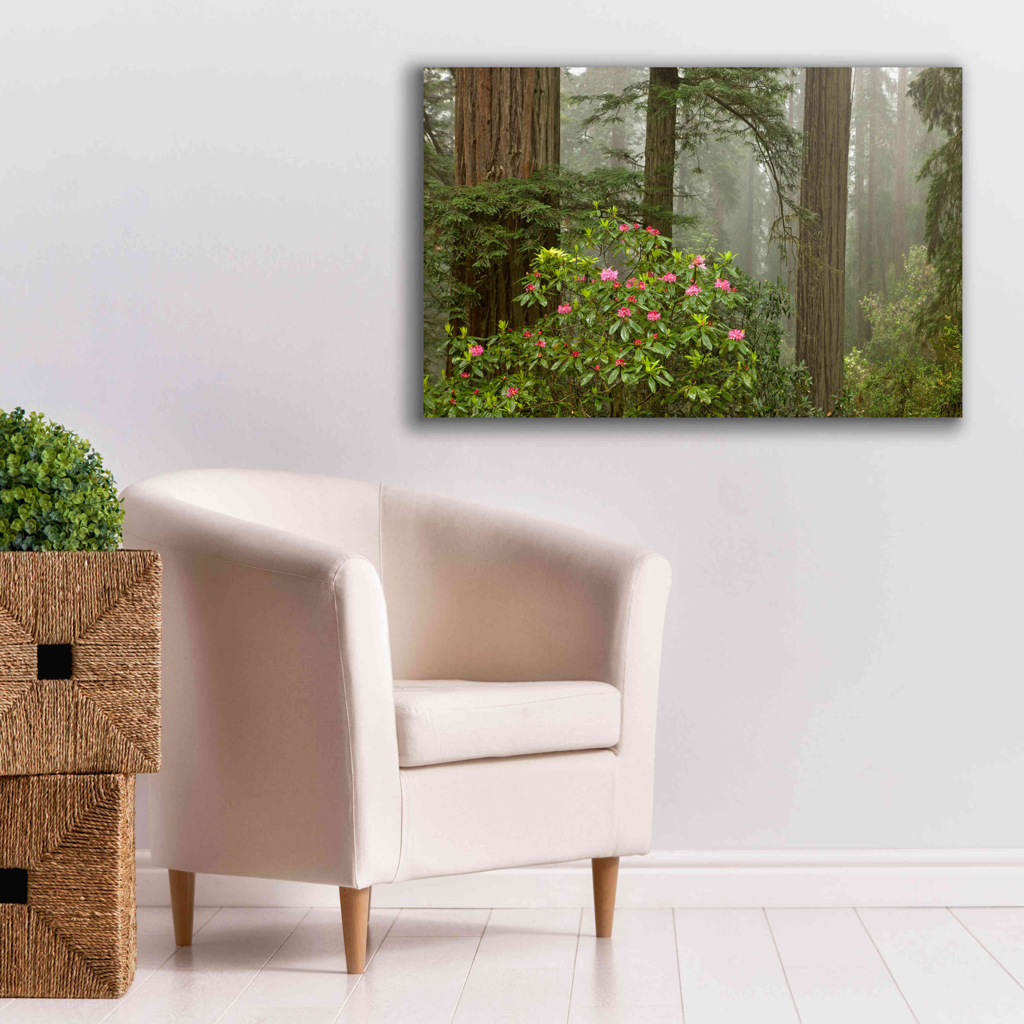 'Redwood Fog Rhododendrons' by Mike Jones, Giclee Canvas Wall Art,40 x 26