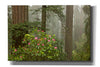 'Redwood Fog Rhododendrons' by Mike Jones, Giclee Canvas Wall Art