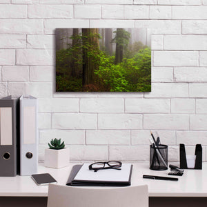 'Redwoods Fog' by Mike Jones, Giclee Canvas Wall Art,18 x 12