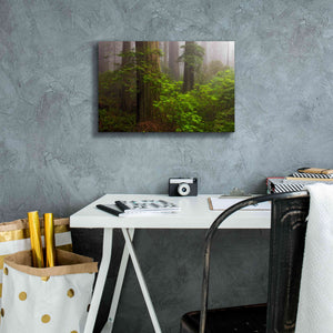 'Redwoods Fog' by Mike Jones, Giclee Canvas Wall Art,18 x 12