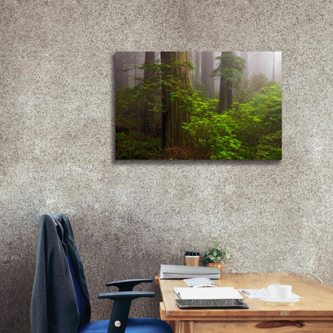 Image of 'Redwoods Fog' by Mike Jones, Giclee Canvas Wall Art,40 x 26