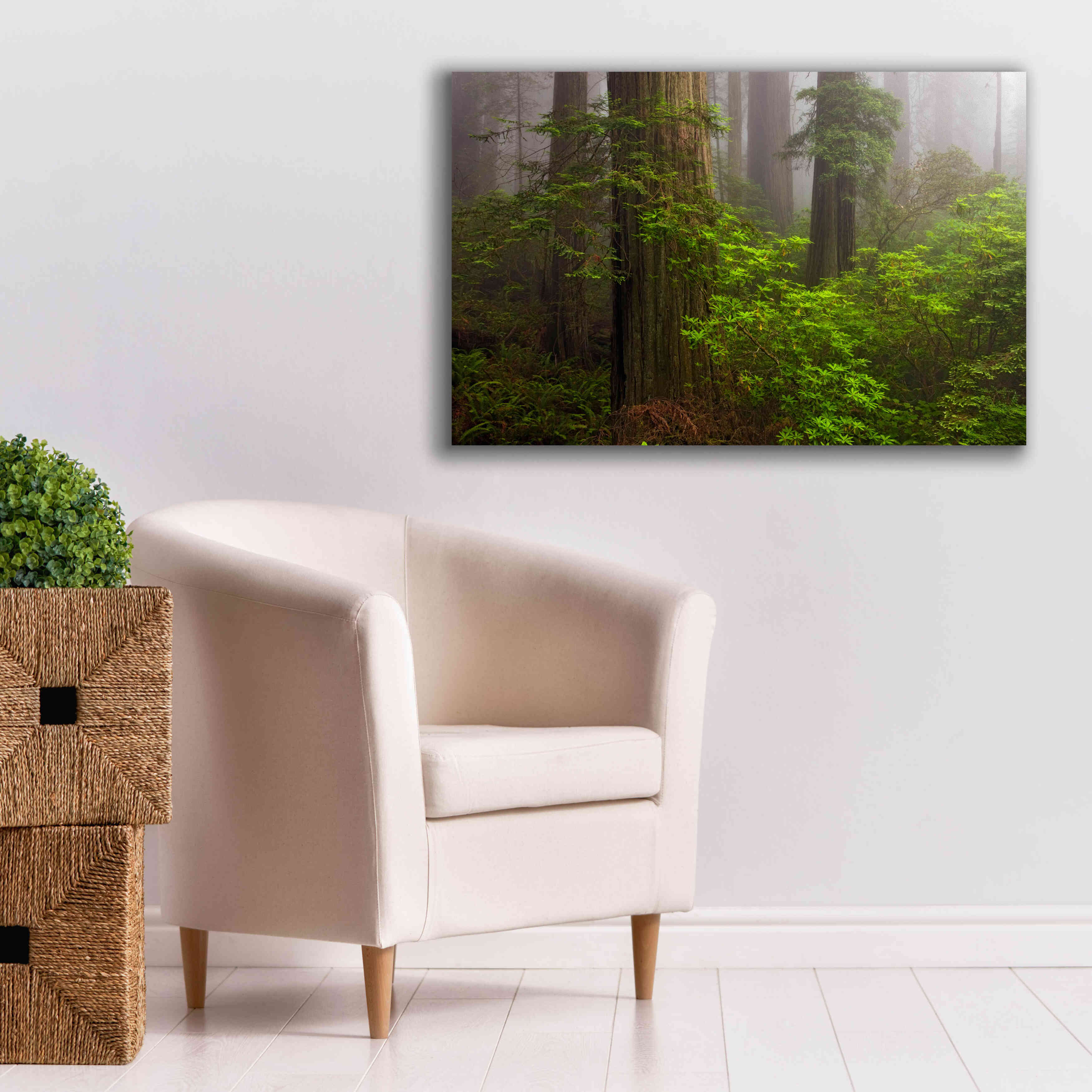 'Redwoods Fog' by Mike Jones, Giclee Canvas Wall Art,40 x 26