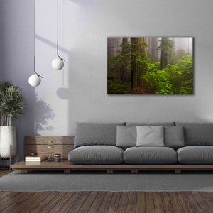'Redwoods Fog' by Mike Jones, Giclee Canvas Wall Art,60 x 40