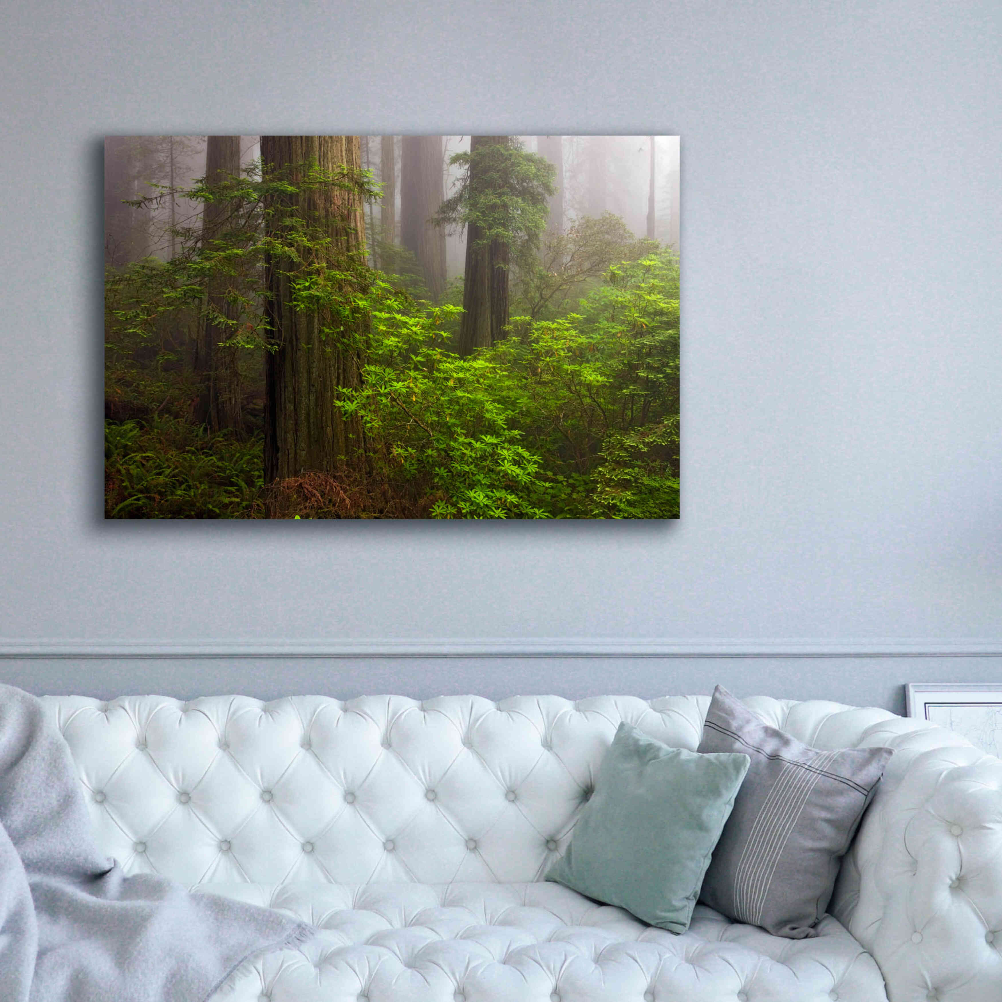 'Redwoods Fog' by Mike Jones, Giclee Canvas Wall Art,60 x 40