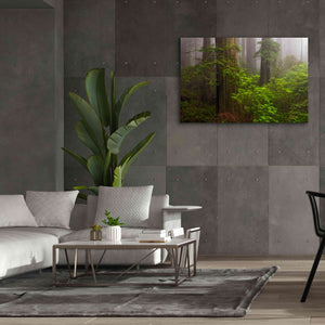 'Redwoods Fog' by Mike Jones, Giclee Canvas Wall Art,60 x 40
