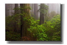 'Redwoods Fog' by Mike Jones, Giclee Canvas Wall Art