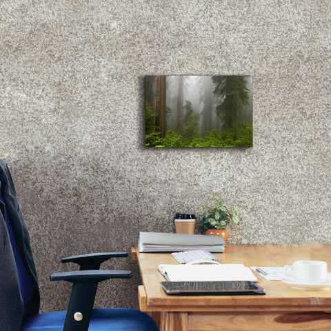 Image of 'Redwoods NP Fog' by Mike Jones, Giclee Canvas Wall Art,18 x 12