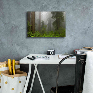 'Redwoods NP Fog' by Mike Jones, Giclee Canvas Wall Art,18 x 12