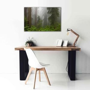 'Redwoods NP Fog' by Mike Jones, Giclee Canvas Wall Art,40 x 26