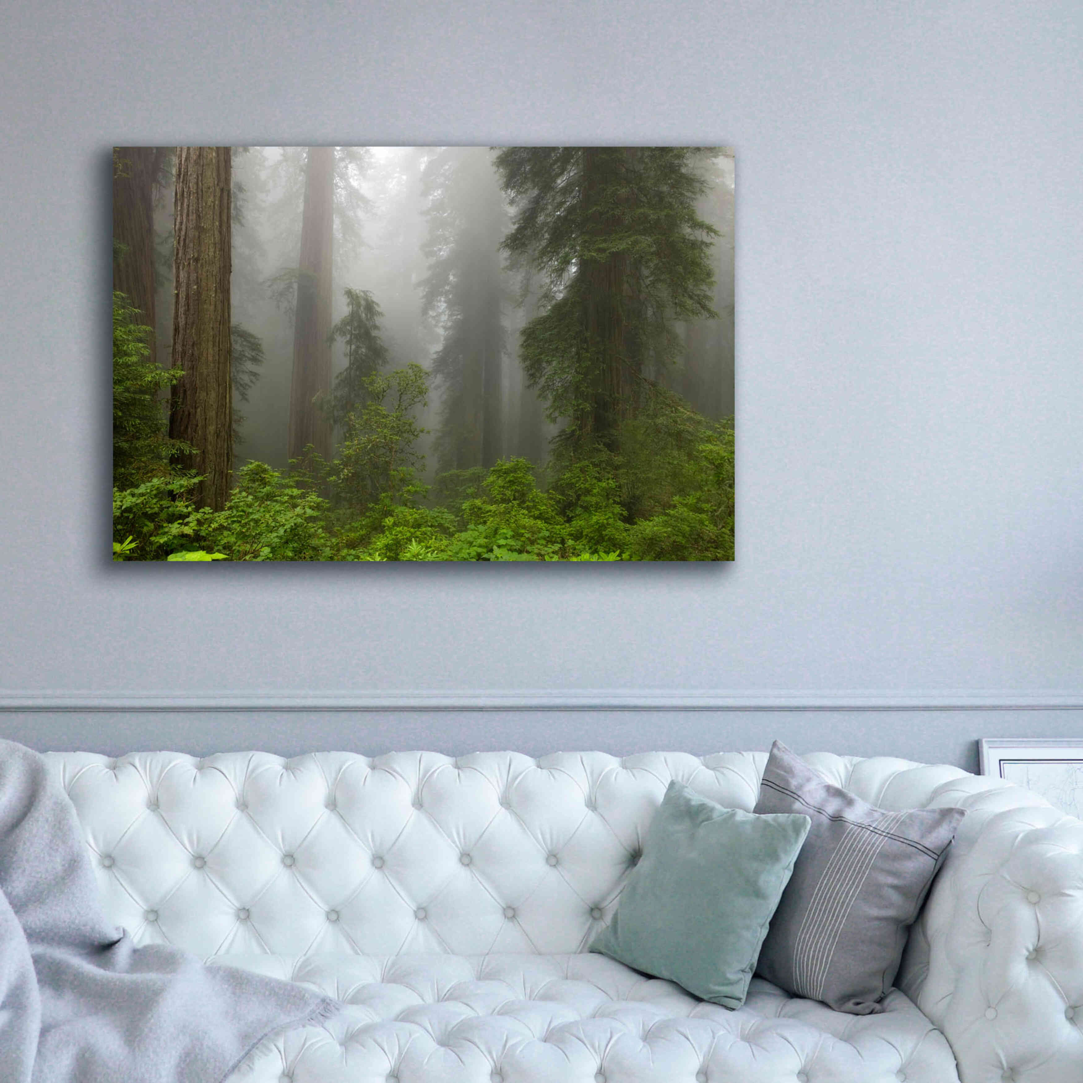 'Redwoods NP Fog' by Mike Jones, Giclee Canvas Wall Art,60 x 40