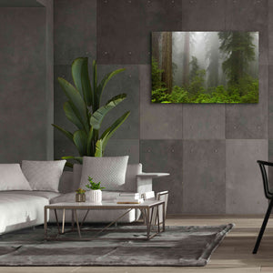 'Redwoods NP Fog' by Mike Jones, Giclee Canvas Wall Art,60 x 40