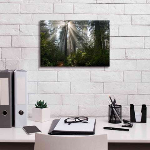 Image of 'Redwoods NP Ladybird Johnson Lightbeams' by Mike Jones, Giclee Canvas Wall Art,18 x 12