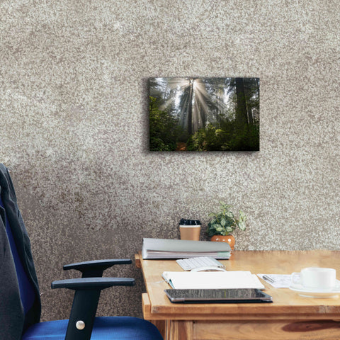 Image of 'Redwoods NP Ladybird Johnson Lightbeams' by Mike Jones, Giclee Canvas Wall Art,18 x 12