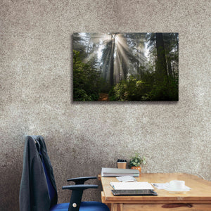 'Redwoods NP Ladybird Johnson Lightbeams' by Mike Jones, Giclee Canvas Wall Art,40 x 26