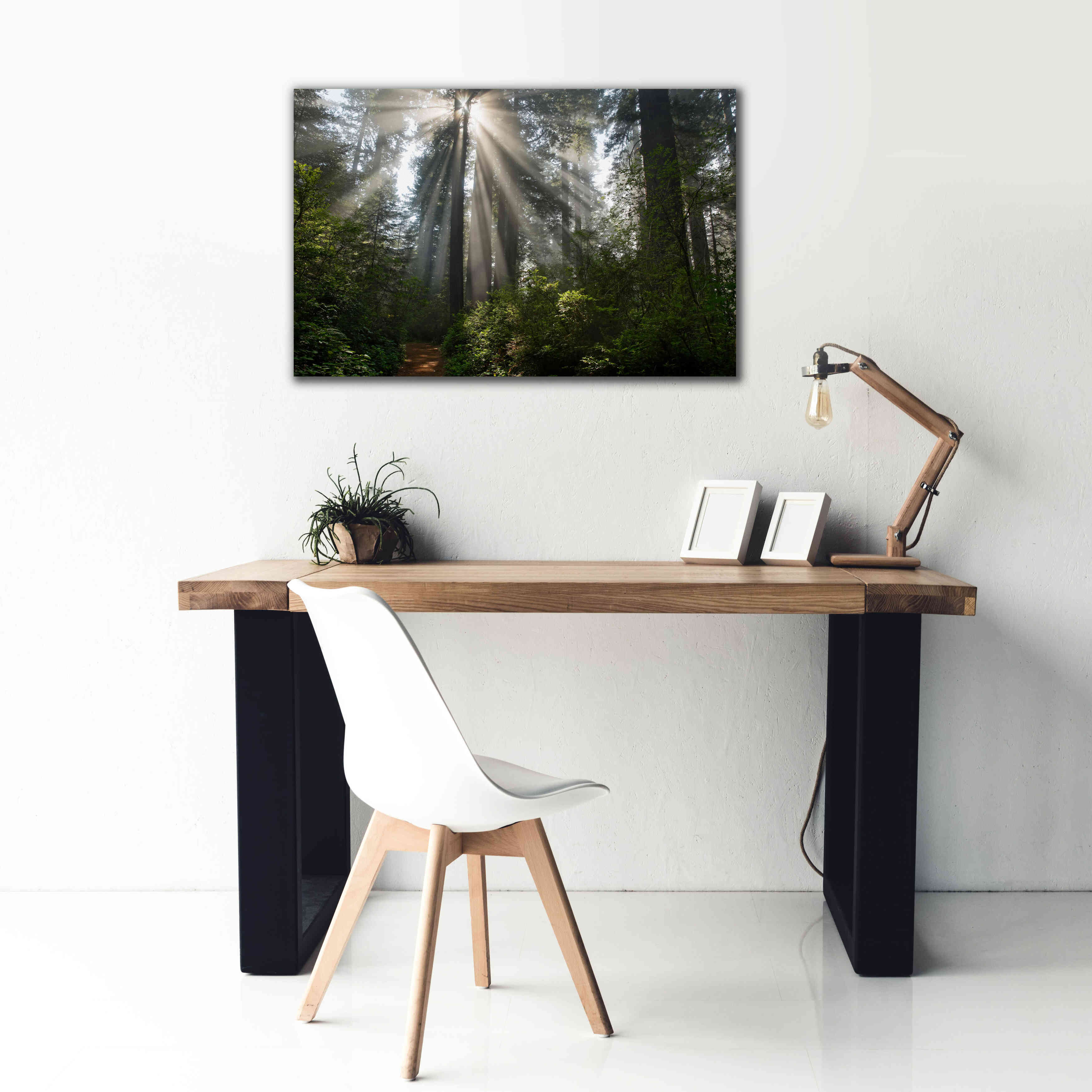 'Redwoods NP Ladybird Johnson Lightbeams' by Mike Jones, Giclee Canvas Wall Art,40 x 26