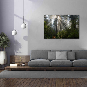 'Redwoods NP Ladybird Johnson Lightbeams' by Mike Jones, Giclee Canvas Wall Art,60 x 40