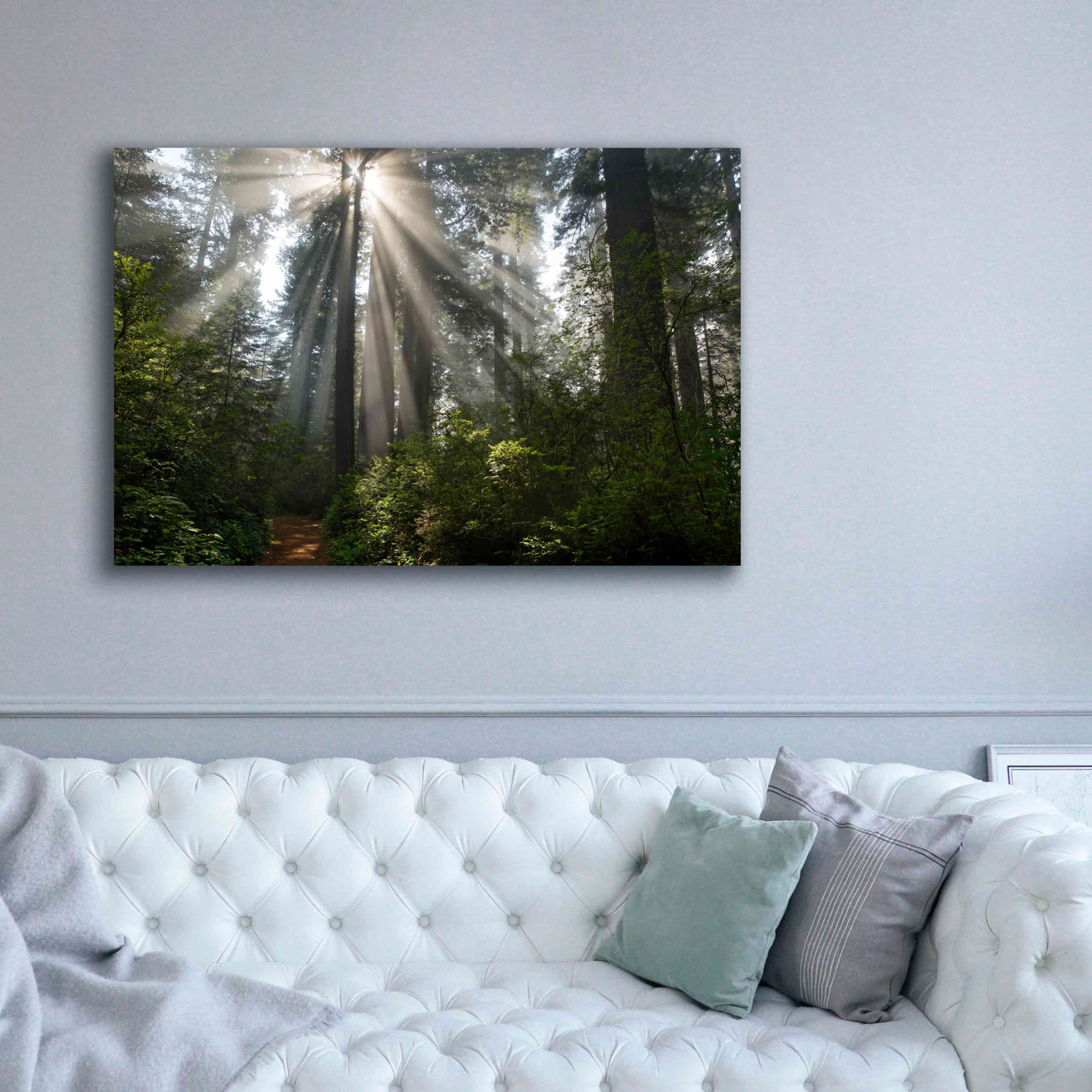 'Redwoods NP Ladybird Johnson Lightbeams' by Mike Jones, Giclee Canvas Wall Art,60 x 40