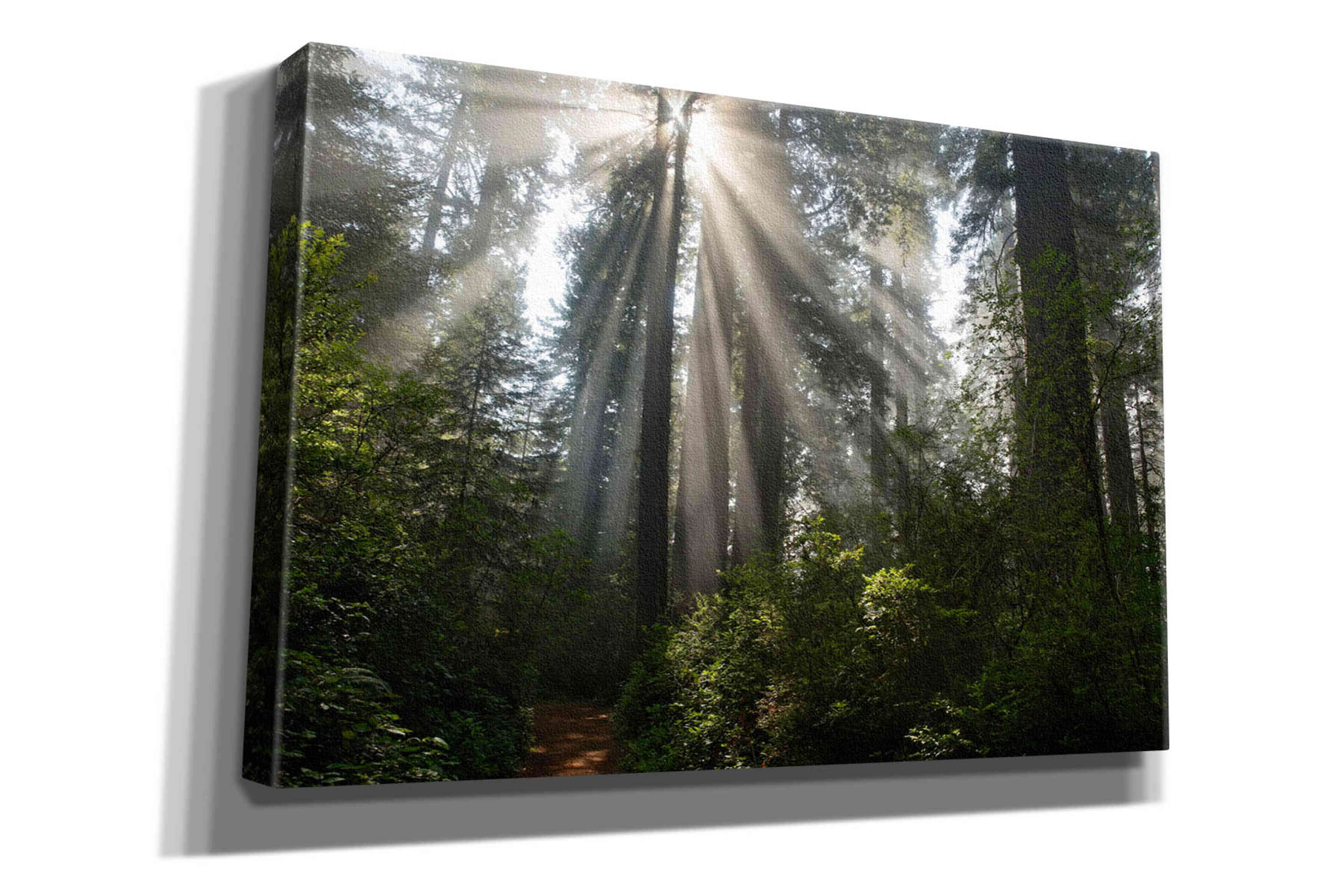 'Redwoods NP Ladybird Johnson Lightbeams' by Mike Jones, Giclee Canvas Wall Art