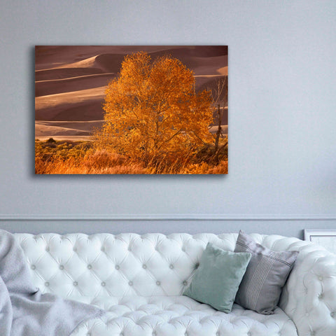 Image of 'Sand Dunes NP' by Mike Jones, Giclee Canvas Wall Art,60 x 40