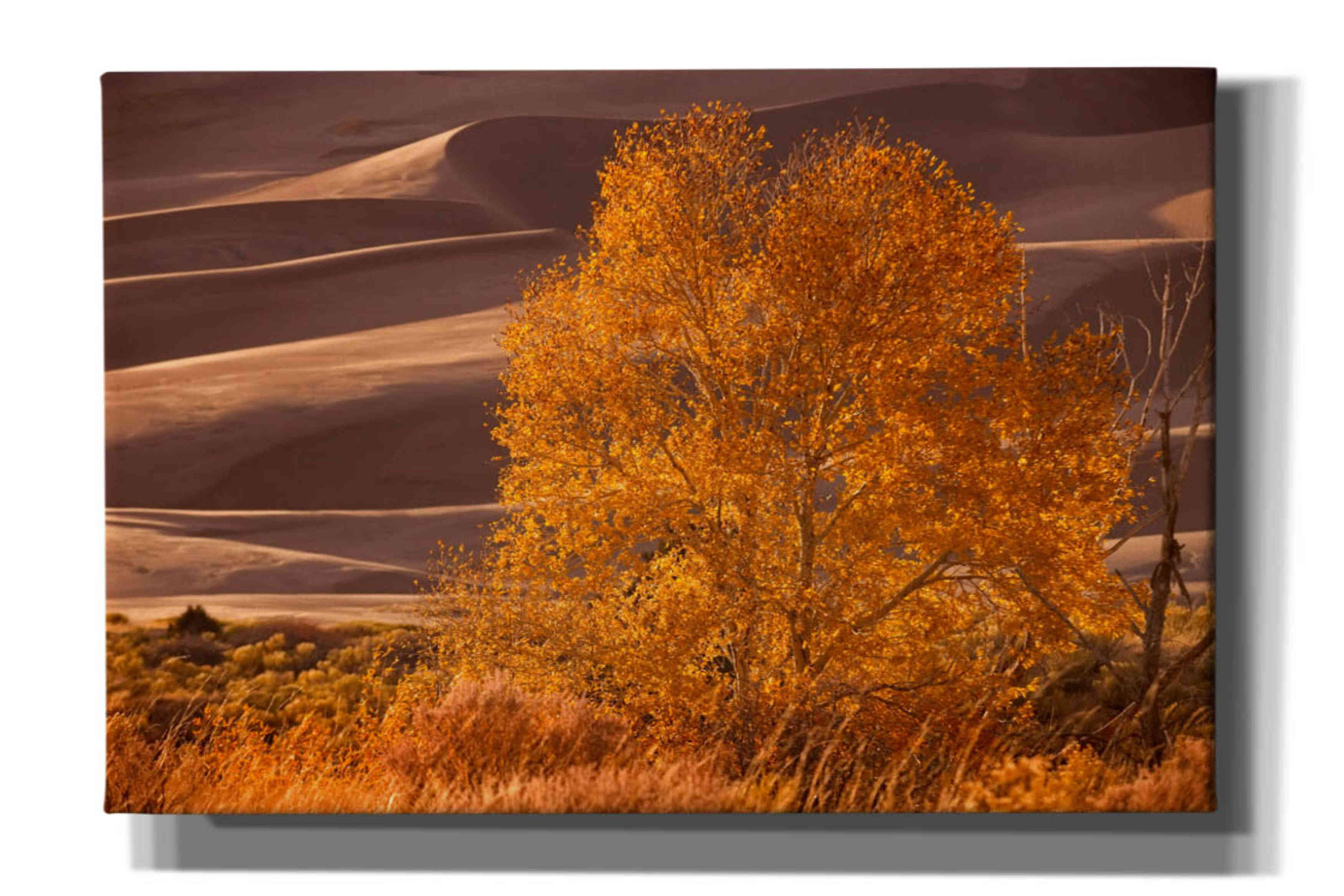 'Sand Dunes NP' by Mike Jones, Giclee Canvas Wall Art