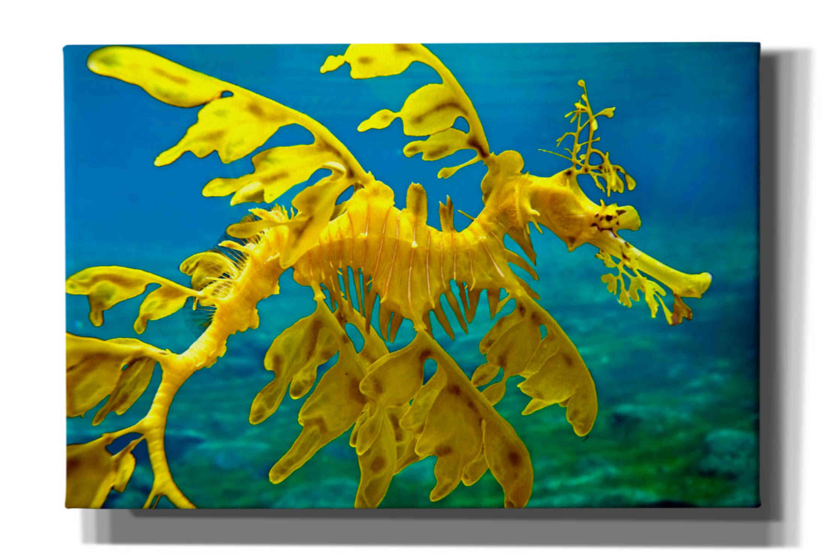 'Sea Dragon' by Mike Jones, Giclee Canvas Wall Art