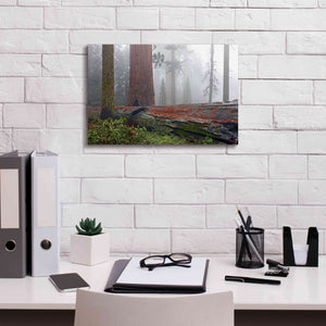 'Sequoia Fallen Giant' by Mike Jones, Giclee Canvas Wall Art,18 x 12