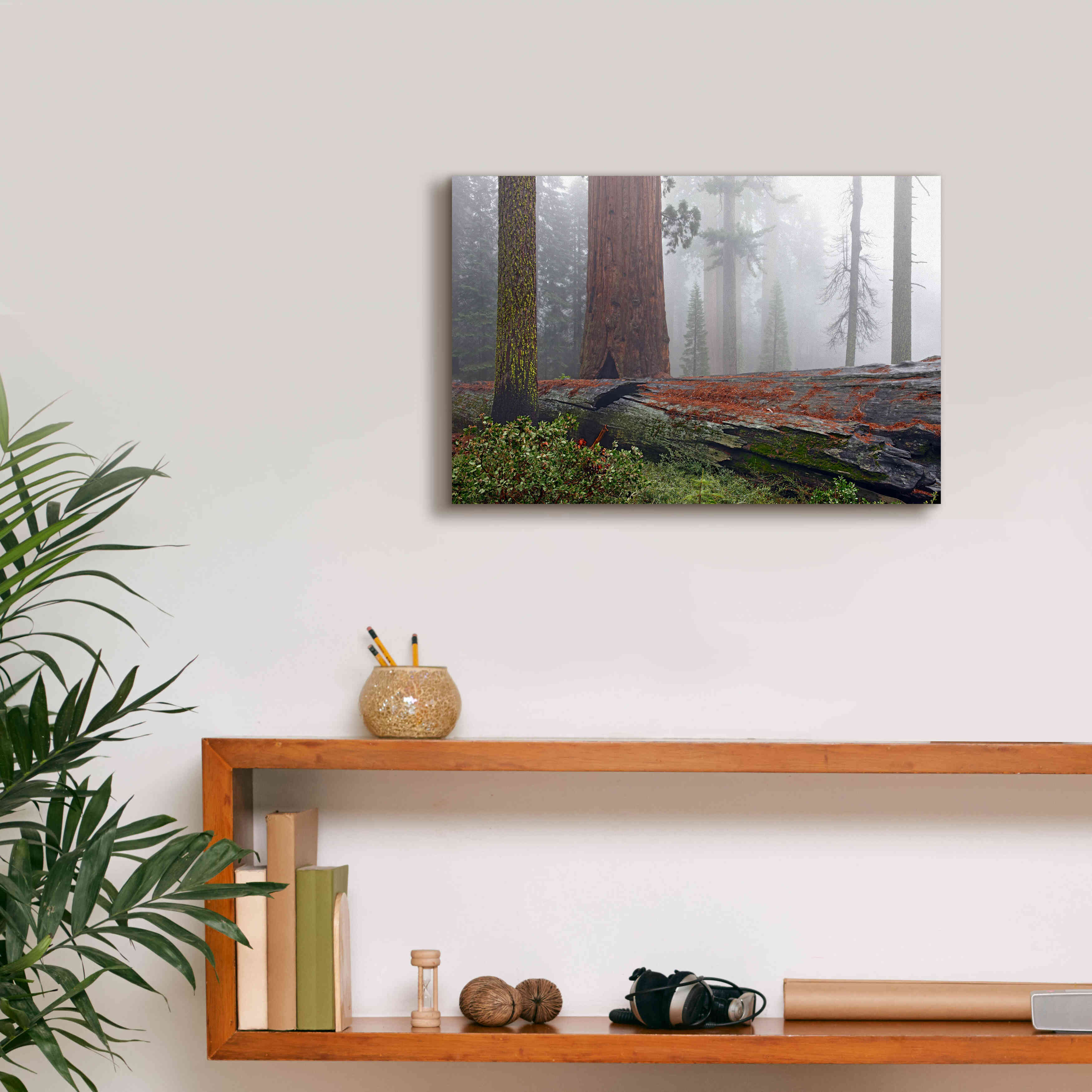 'Sequoia Fallen Giant' by Mike Jones, Giclee Canvas Wall Art,18 x 12