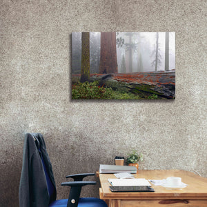 'Sequoia Fallen Giant' by Mike Jones, Giclee Canvas Wall Art,40 x 26