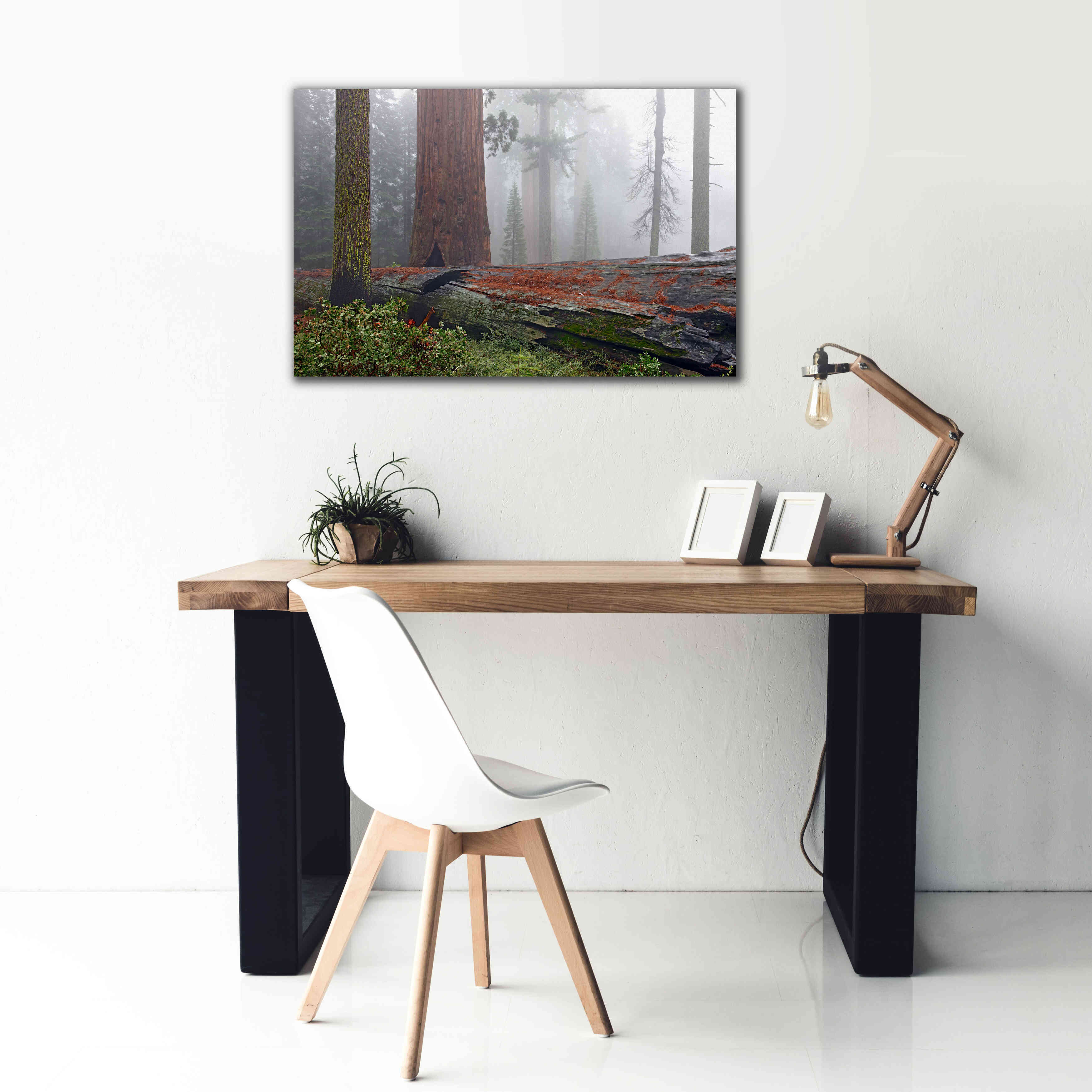 'Sequoia Fallen Giant' by Mike Jones, Giclee Canvas Wall Art,40 x 26