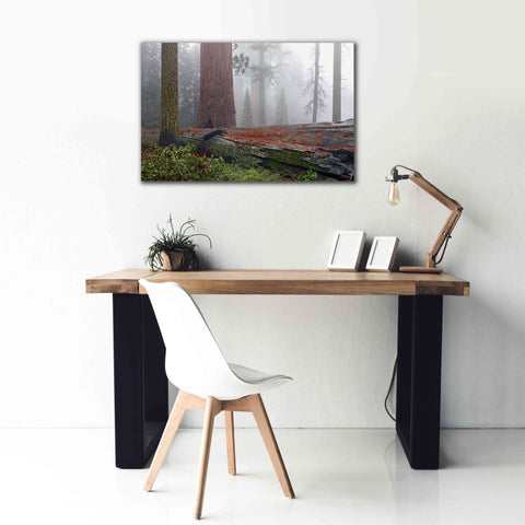 Image of 'Sequoia Fallen Giant' by Mike Jones, Giclee Canvas Wall Art,40 x 26