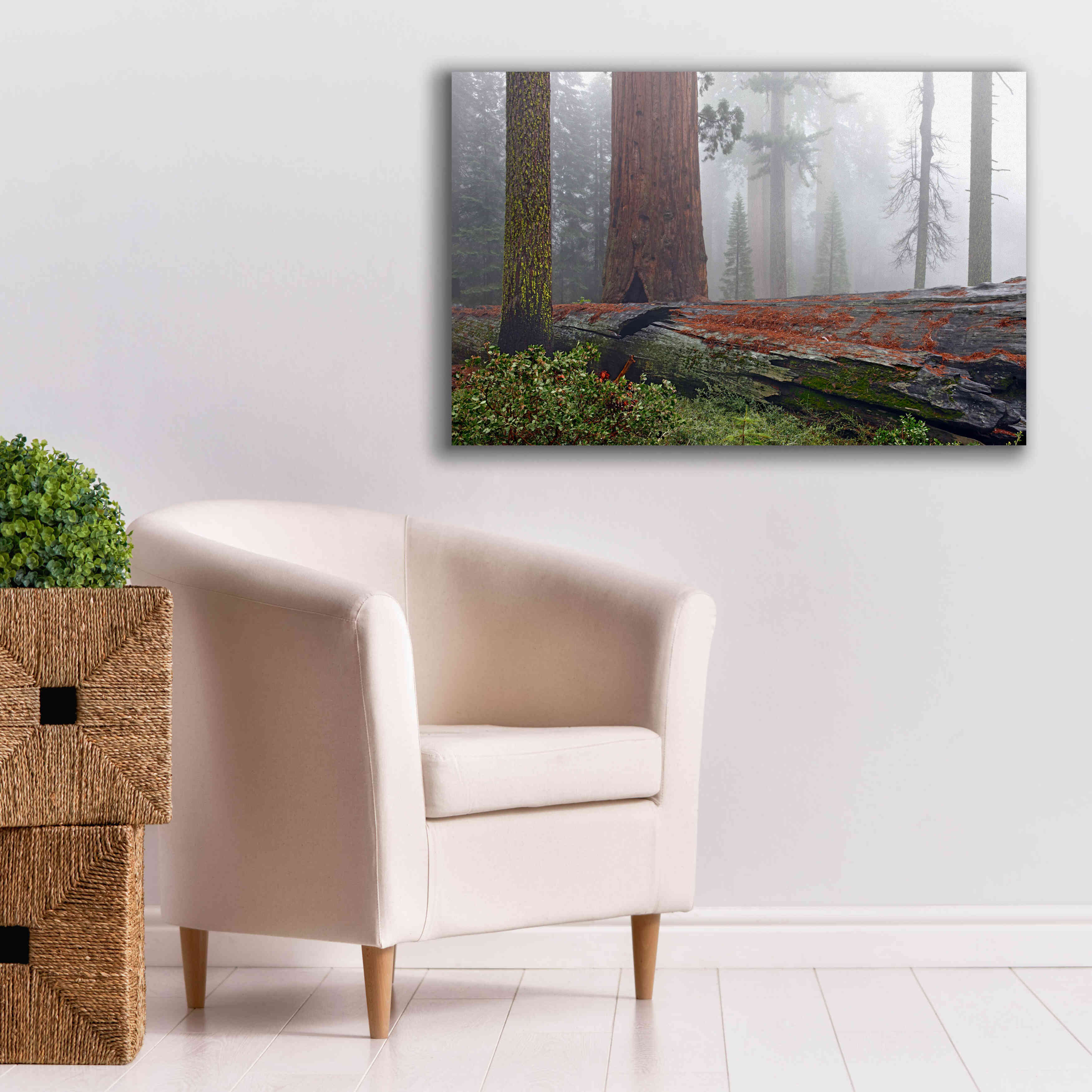 'Sequoia Fallen Giant' by Mike Jones, Giclee Canvas Wall Art,40 x 26