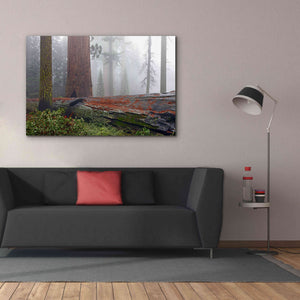 'Sequoia Fallen Giant' by Mike Jones, Giclee Canvas Wall Art,60 x 40