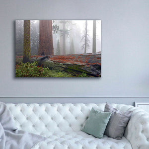 'Sequoia Fallen Giant' by Mike Jones, Giclee Canvas Wall Art,60 x 40