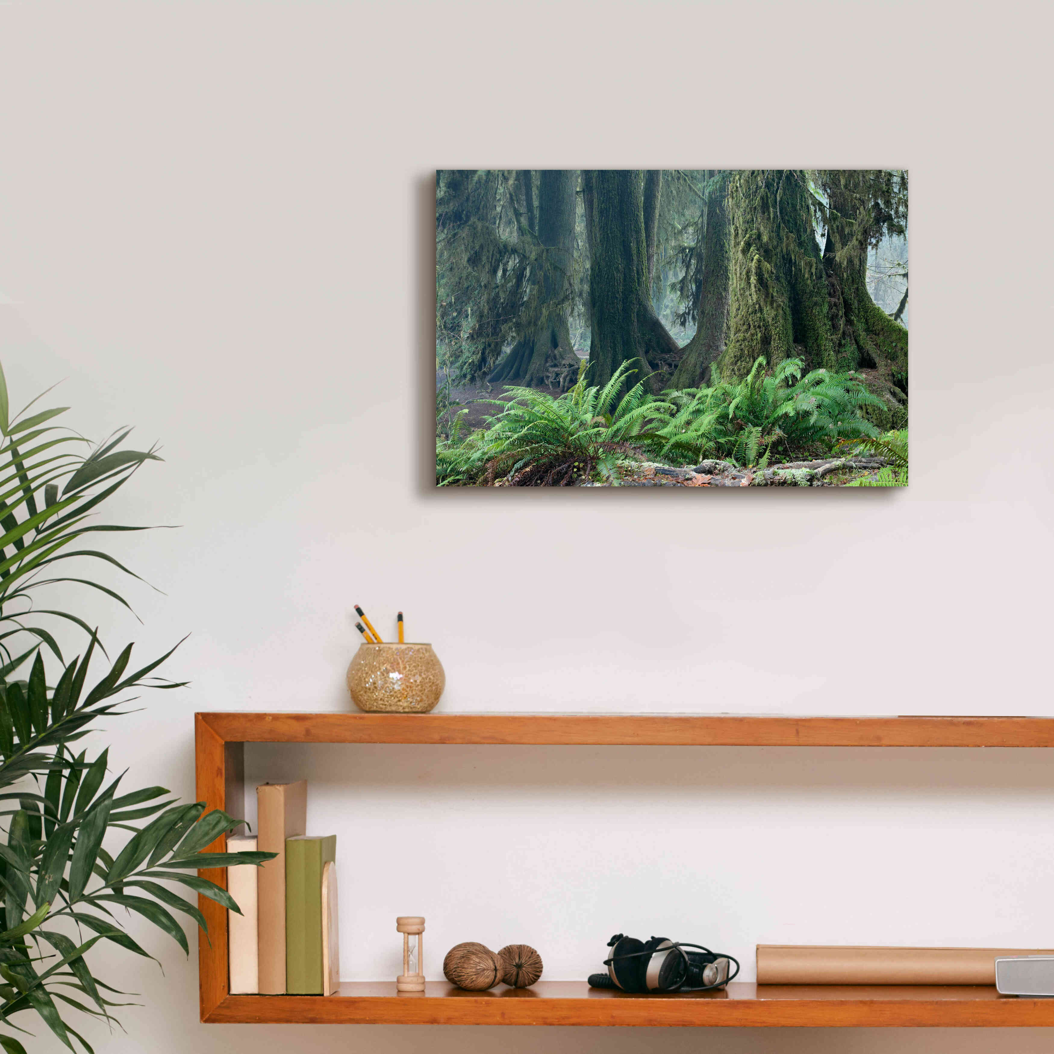 'Washington Olympic NP Foggy Ferns' by Mike Jones, Giclee Canvas Wall Art,18 x 12