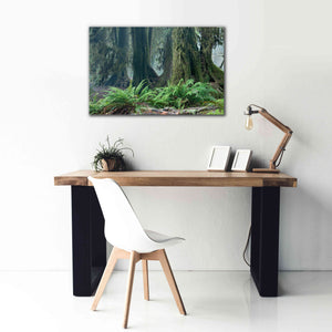 'Washington Olympic NP Foggy Ferns' by Mike Jones, Giclee Canvas Wall Art,40 x 26