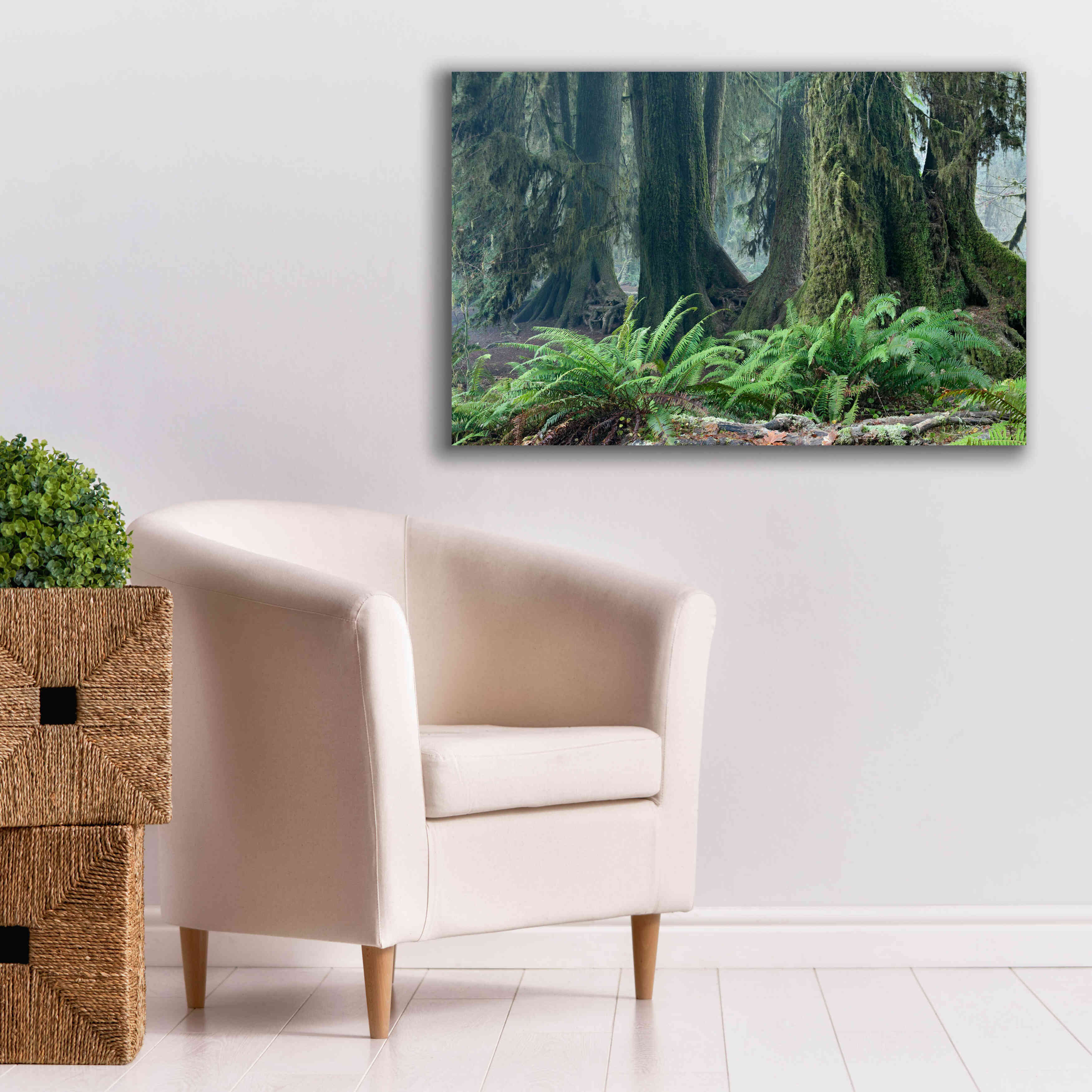 'Washington Olympic NP Foggy Ferns' by Mike Jones, Giclee Canvas Wall Art,40 x 26